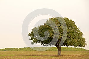 Single tree in countryside