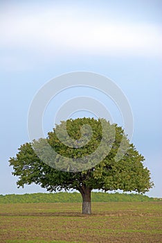 Single tree in countryside