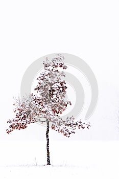 Single tree covered in snow