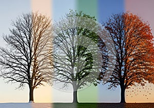 A single tree depicted in four different seasons. From left to right:
