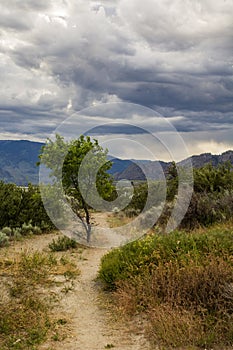 Single Tree on a Desert Dirt Trail Below a Cloudy Sky