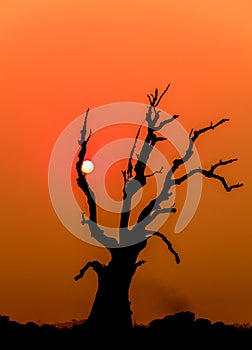 Single tree dying and the sunset