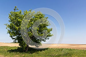 Single tree on empty field