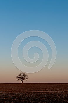 Single Tree in a Farm Field at Dusk