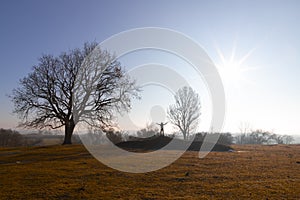 Single tree and a field close to the shore / seaside - kirklareli photo
