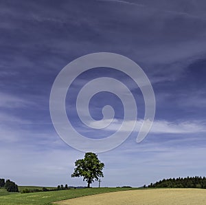 Single tree on field with cross.