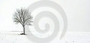 Single tree in field during first snow