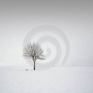 Single tree in field during winter