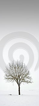 Single tree in field during winter