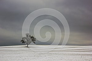 Single tree in field during winter