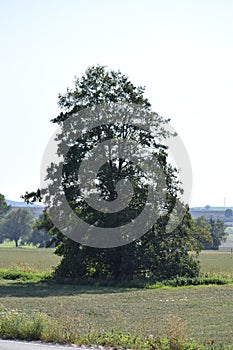 a single tree in the fields, ThÃ¼rer Wiesen, Eifel