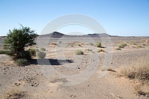 Single tree in the flat desert.