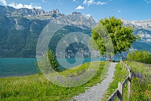 Single tree on a flowered meadow with cloudy sky and mountain in background