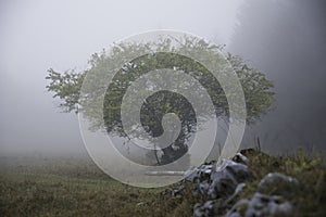 Single Tree in the Fog. Dramatic scene photo