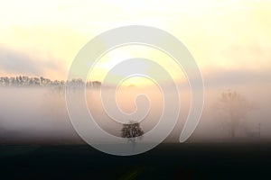 single tree in the fog on ThÃ¼rer Wiesen in the Eifel during sunrise