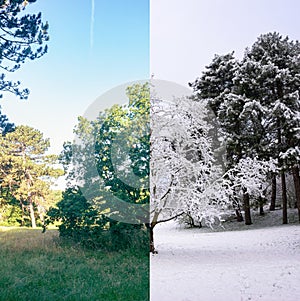 Single tree in a forest in changing seasons