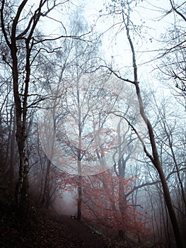 Single tree in the forest still bearing its red autumn foliage frames the path below. Dense fog obscures the hillside beyond