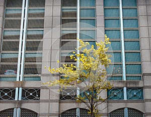 Single tree in front of industrial facade in Charlotte, Noth Carolina, USA