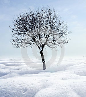 Single tree in frost