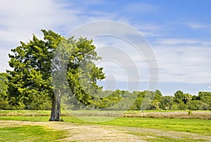 Single tree in grassy field