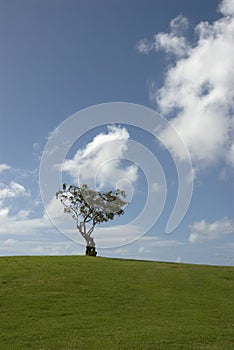 Single tree on grassy knoll