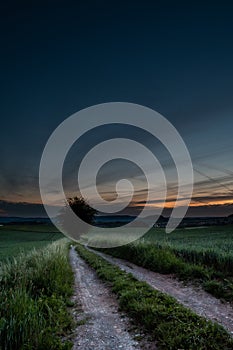 Single tree on green cornfiled infront of thunderstorm clouds at sunrise sunset path single