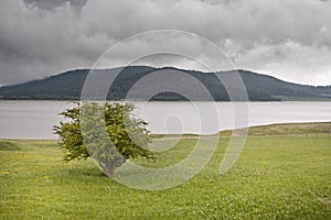 Single tree on a green field