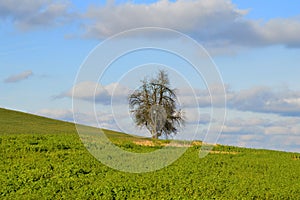 Single tree on green field