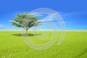 Single tree on green field