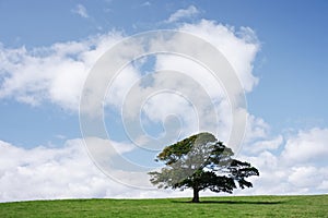 Single tree on green grass against blue sky and clouds