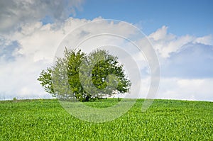 Single tree on a green grass meadow with blue sky and clouds