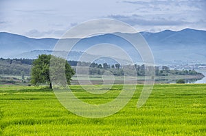 Single tree on a green grass meadow with mountain, lake, blue sky and clouds