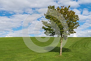 Single tree on green hillside