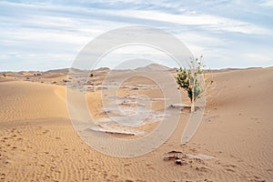 Single tree with green leaves on sand dunes of Sahara Desert, Morocco