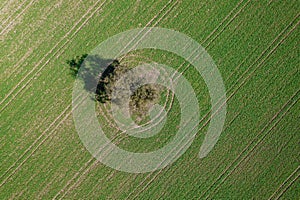 A single tree in the green meadow