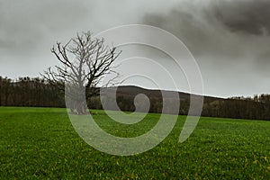 Single tree on green meadow with dark grey clouds on the sky in rainy day with forest on background. Photo of tree in bad weather