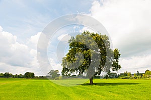 Single tree in green meadows