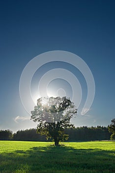 Single tree, greenfield and forest