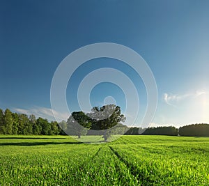 Single tree, greenfield and forest