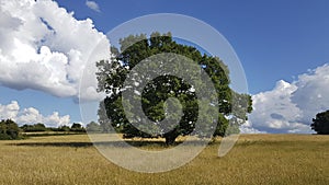 Single tree growing in a corn field