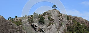 Single tree growing on top of a rocky hill, Hellvik