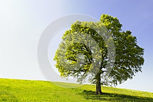 El único un árbol sobre el colina 