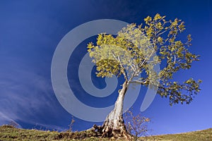 Single tree on a hill