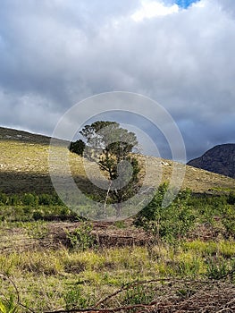 Single tree on a hill