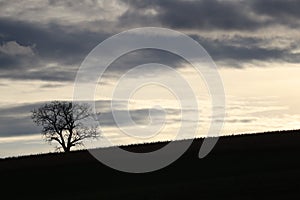 Single Tree on Hillside at Daybreak