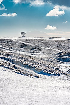 Single Tree on the horizon on snow covered Cleeve Hill, Cotswolds, Gloucestershire, UK photo