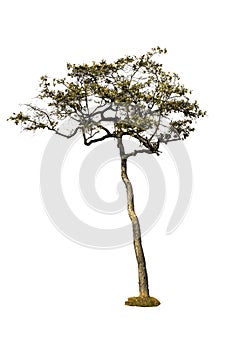 Single tree Isolated tree on white background. Clipping path.