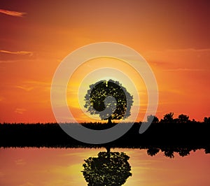 Single Tree By The Lake