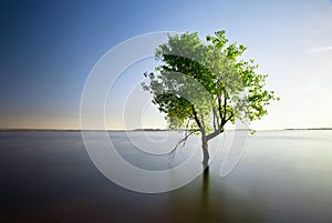 Single tree in lake