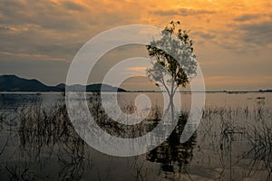 Single tree in the lake.